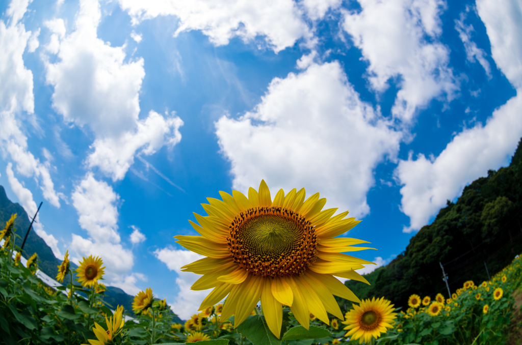 夏が来る！