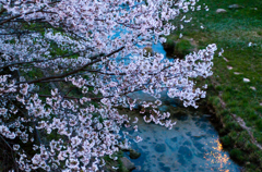 近所の桜　④