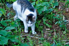 吾輩は猫である、ニャー # 664