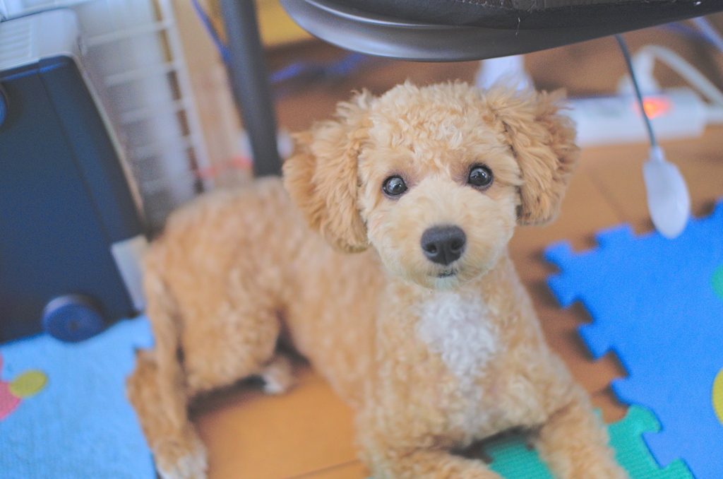 my pretty dog Ⅱ # 38