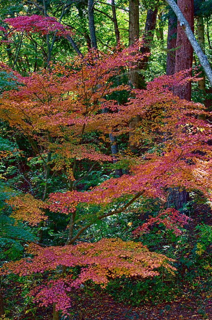 紅葉三昧 '2019