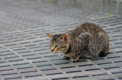 吾輩は猫である、ニャー # 419