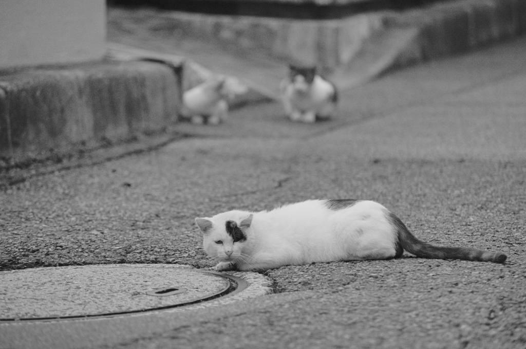 吾輩は猫である、ニャー # 612