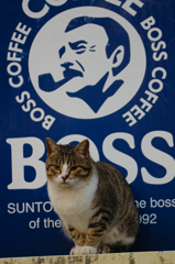 BOSS猫