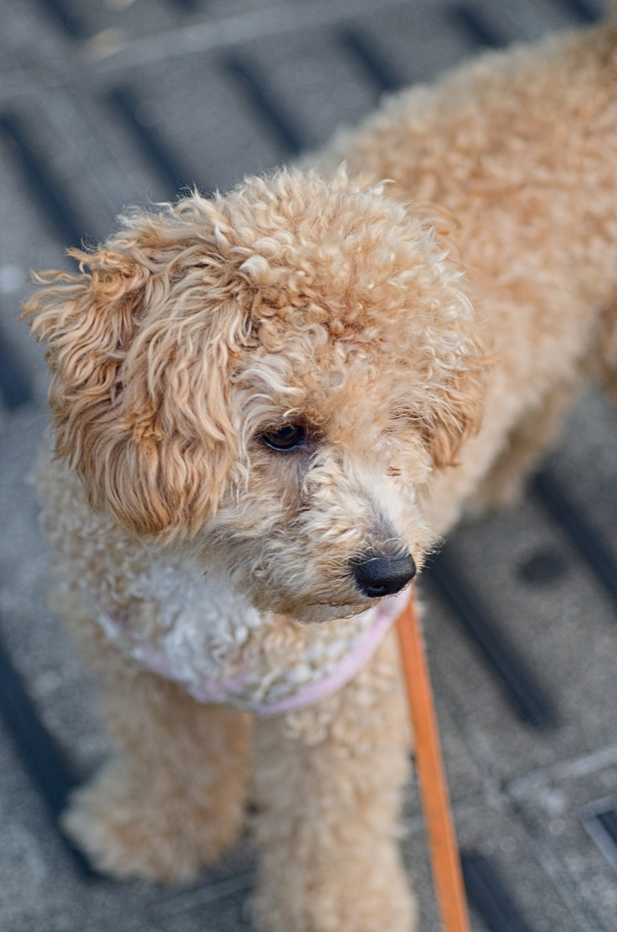 my pretty dog Ⅱ # 99