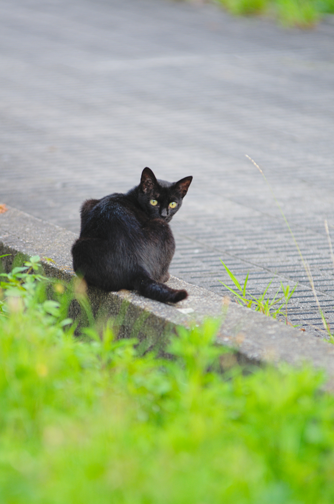 吾輩は猫である、ニャー # 429
