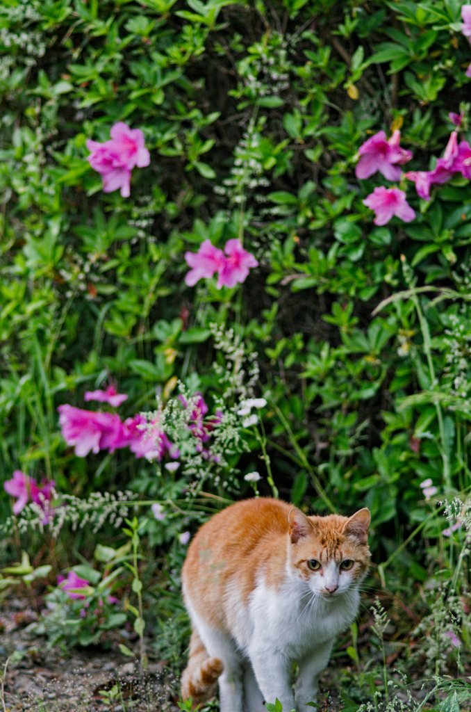 吾輩は猫である、ニャー # 986