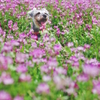 my pretty dog # 7 〜レンゲ畑にて〜