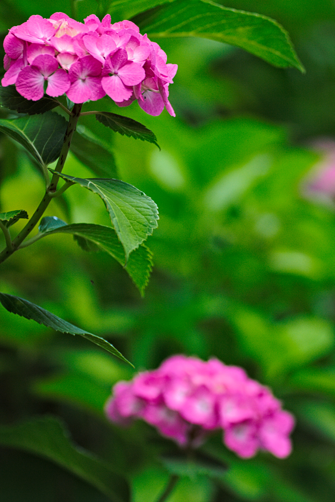 紫陽花