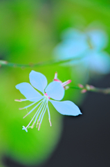 ハクチョウソウ