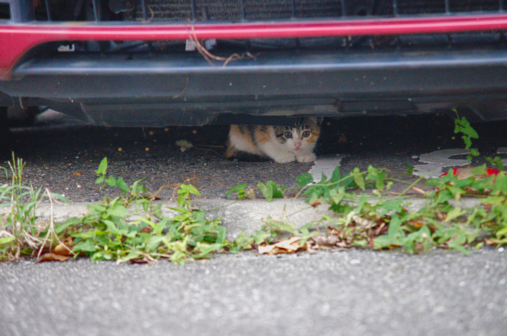 吾輩は猫である、ニャー # 645