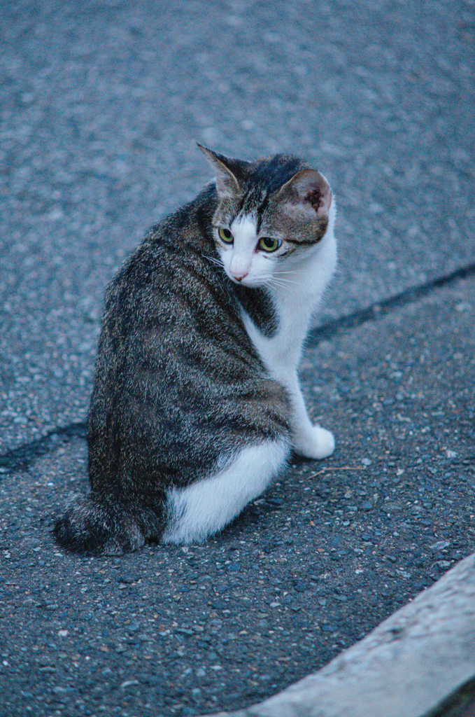 吾輩は猫である、ニャー # 615