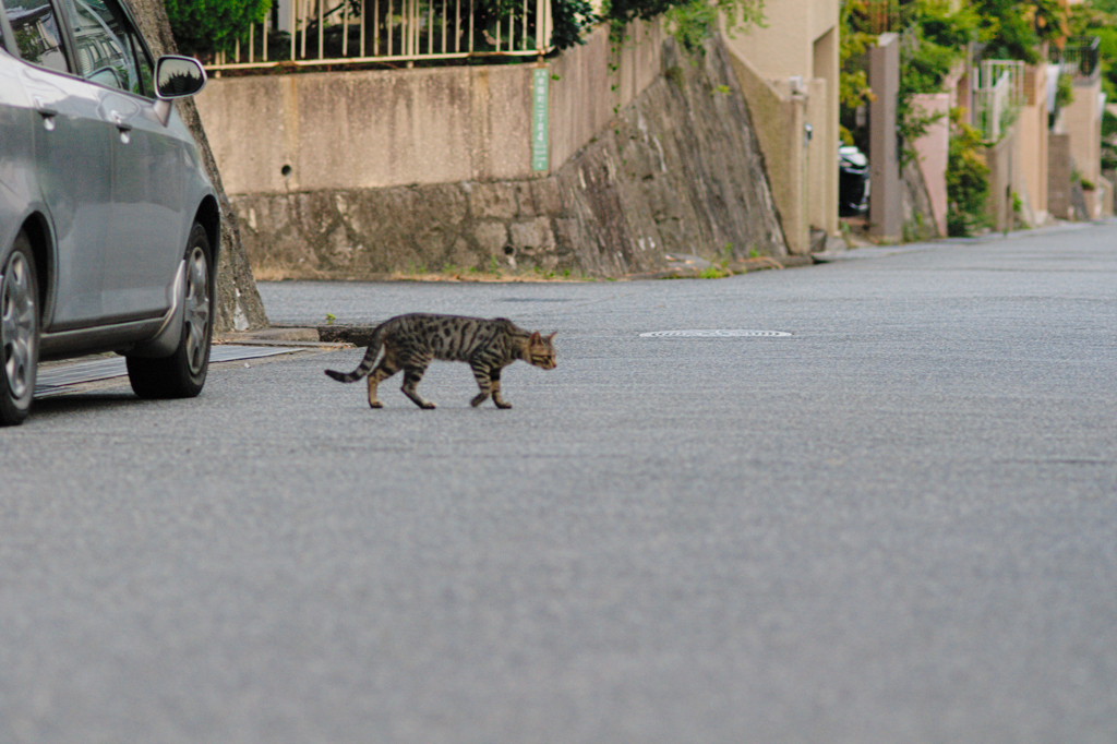 吾輩は猫である、ニャー # 478