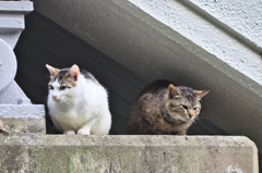 吾輩は猫である、ニャー # 162 吾輩は猫である、ニャー # 162