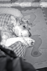 my pretty dog # 90