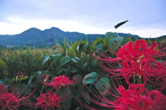 彼岸花