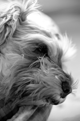 my pretty dog # 121