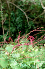 秋の草花　～ミズヒキ～