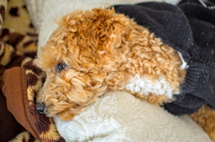 my pretty dog Ⅱ # 211