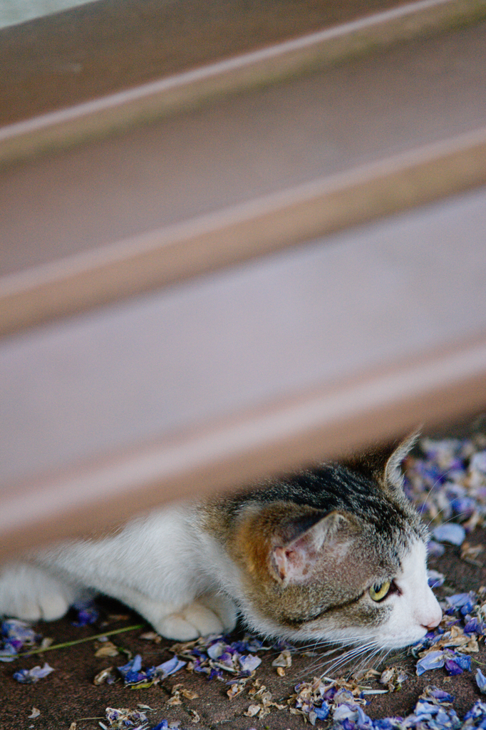 吾輩は猫である、ニャー # 113