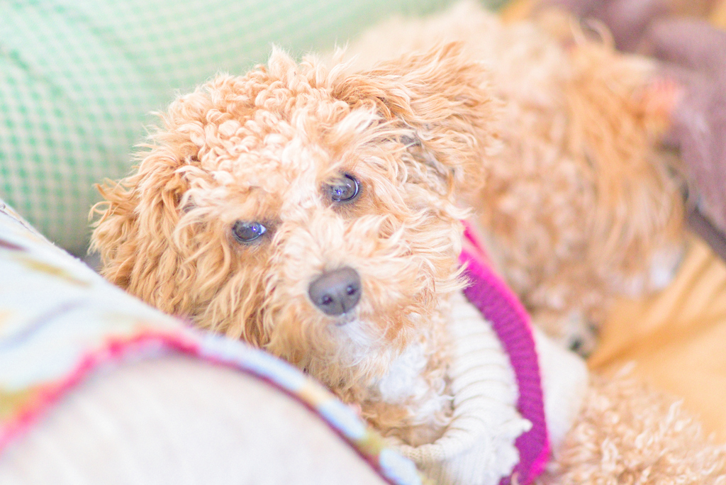 my pretty dog Ⅱ # 223