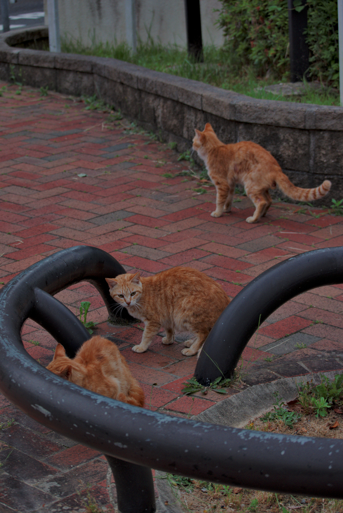 吾輩は猫である、ニャー # 1032