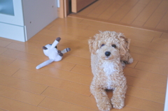 my pretty dog Ⅱ # 58