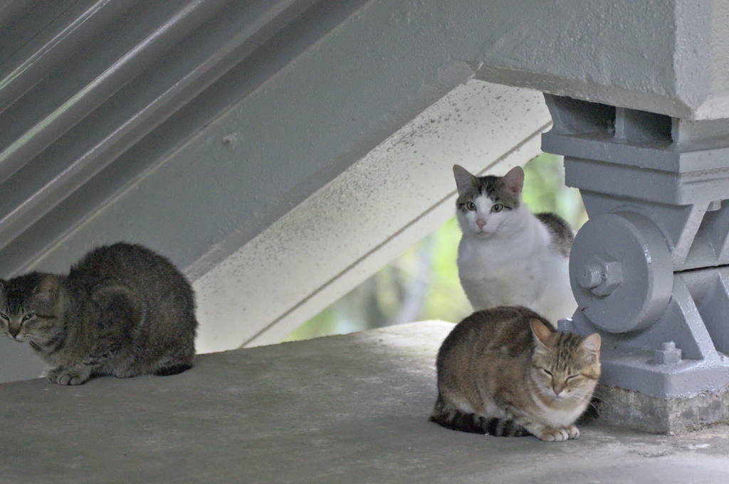 吾輩は猫である、ニャー # 168