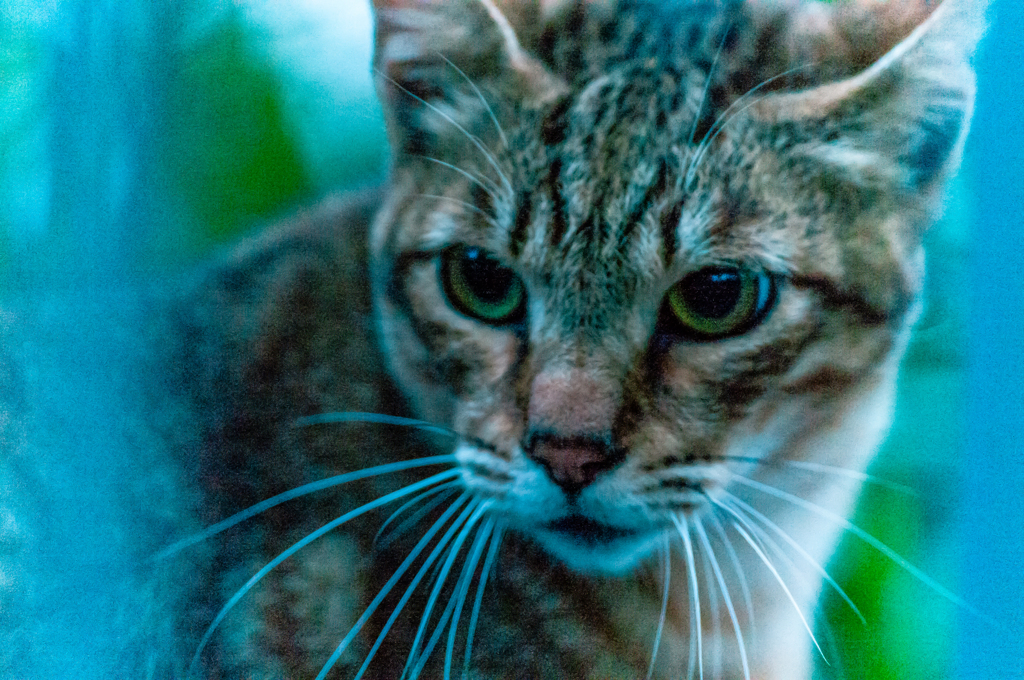 吾輩は猫である、ニャー # 55
