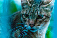 吾輩は猫である、ニャー # 55