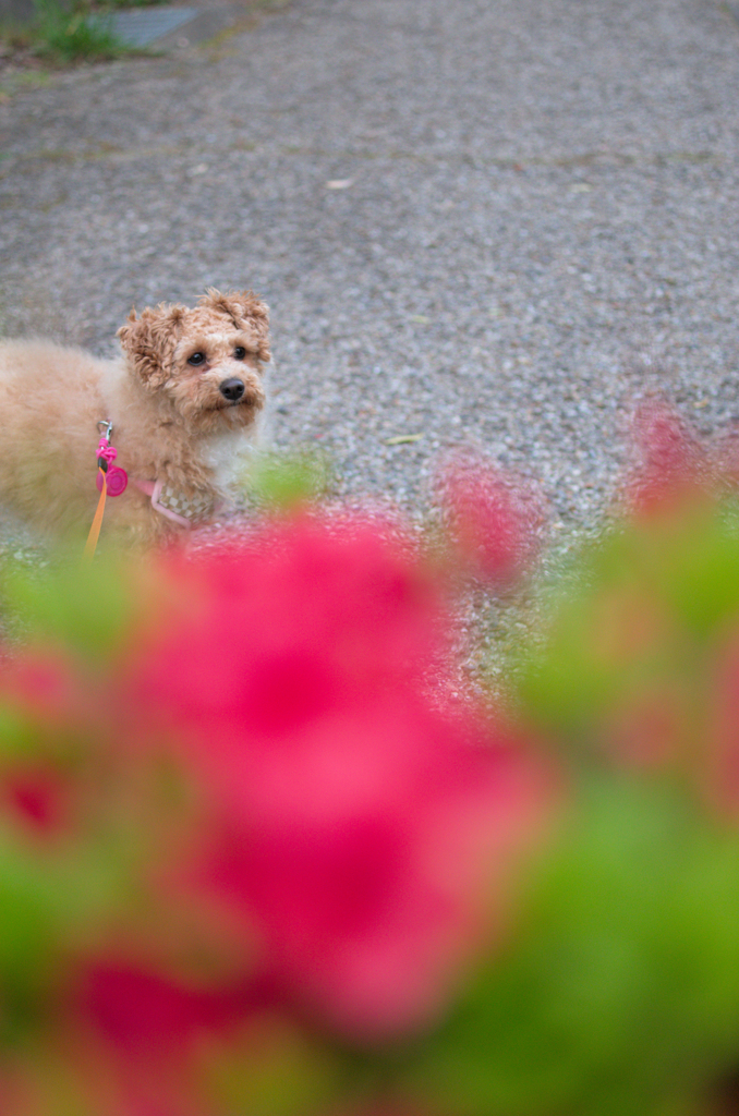my pretty dog Ⅱ # 267