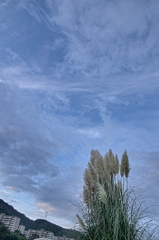 パンパスグラス