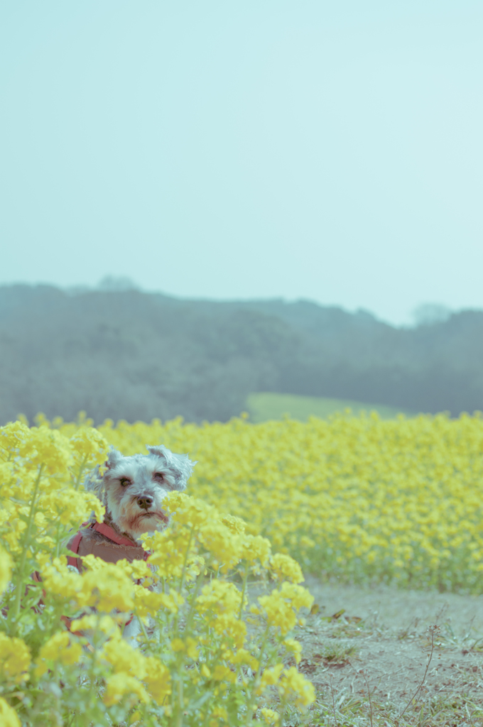 菜の花畑にて　③