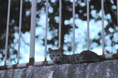 吾輩は猫である、ニャー # 517