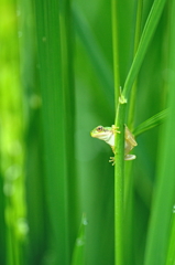 飛び移れるかな？