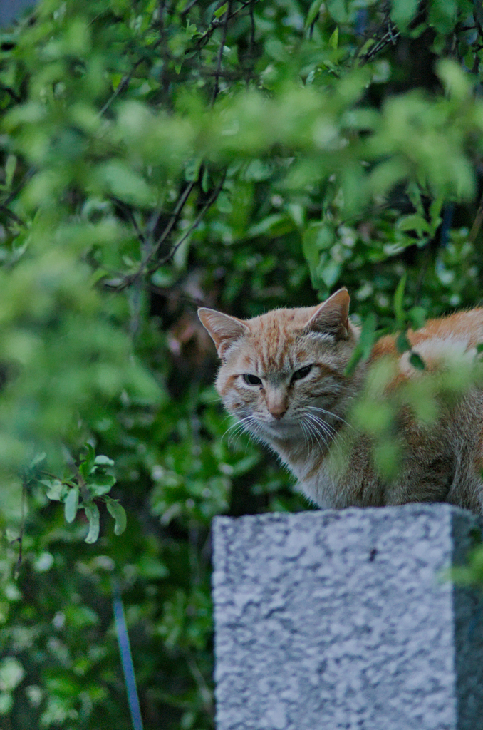 吾輩は猫である、ニャー # 991