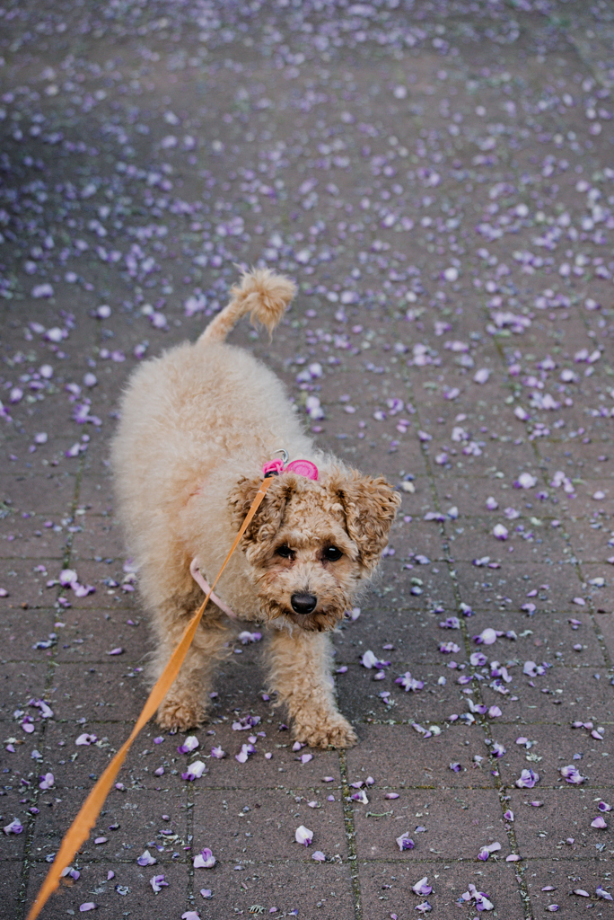 my pretty dog Ⅱ # 277