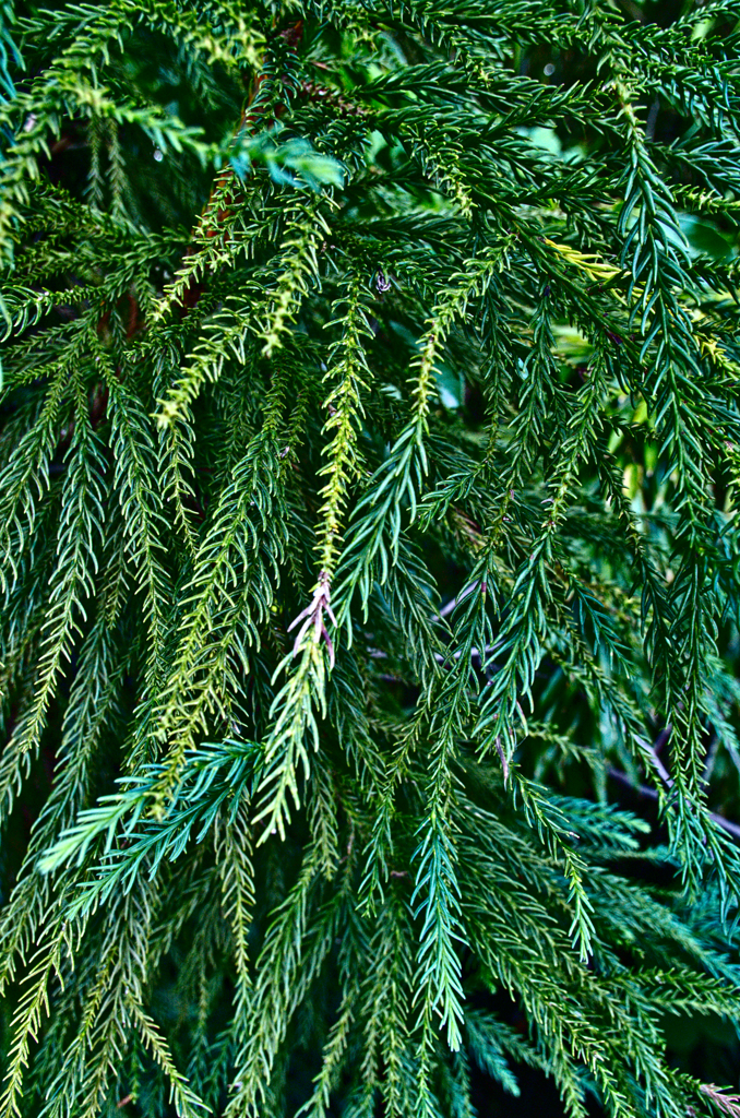 葉っぱいろいろ