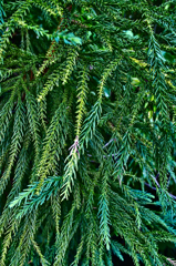 葉っぱいろいろ