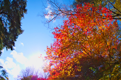 青空と紅葉