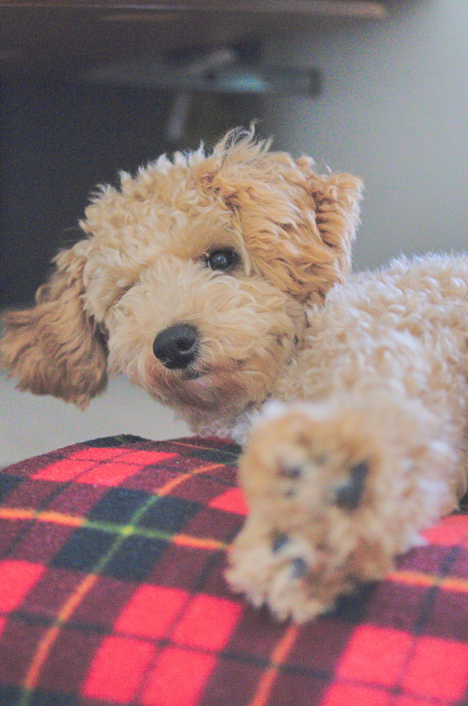 my pretty dog Ⅱ # 70