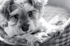 my pretty dog # 114