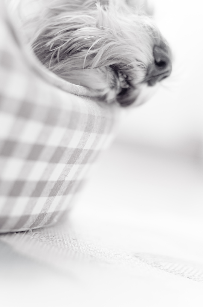 my pretty dog # 122