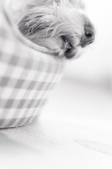 my pretty dog # 122