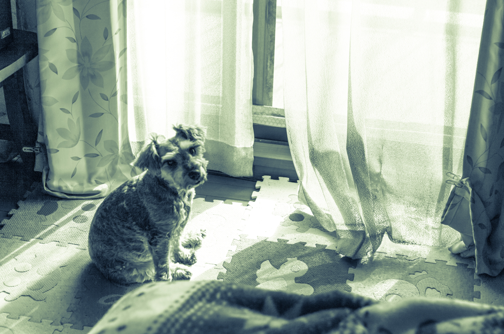 my pretty dog # 100