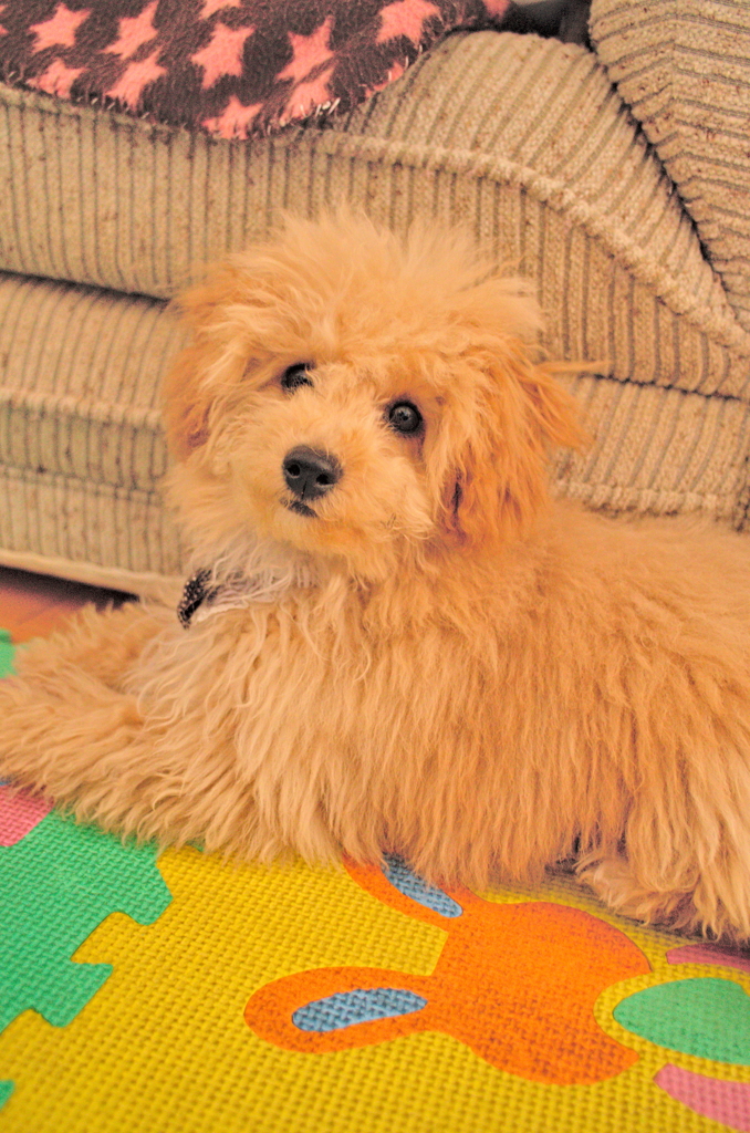 my pretty dog Ⅱ # 17