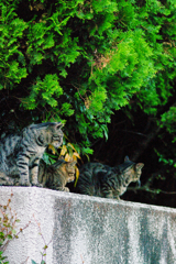 吾輩は猫である、ニャー # 492