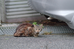 吾輩は猫である、ニャー # 843