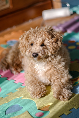 my pretty dog Ⅱ # 226