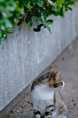 吾輩は猫である、ニャー # 781